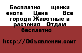 Бесплатно !!! щенки енота!! › Цена ­ 1 - Все города Животные и растения » Отдам бесплатно   